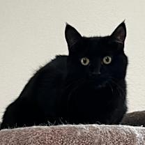 Thumbnail photo of Mara #1