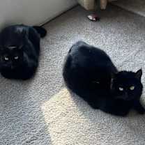 Thumbnail photo of Mara #4