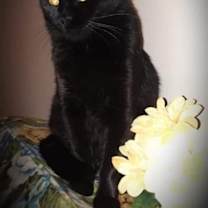 Thumbnail photo of Sassy VII #2