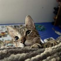 Thumbnail photo of Hank #1