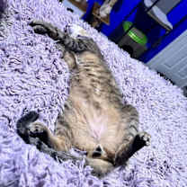 Thumbnail photo of Hank #4