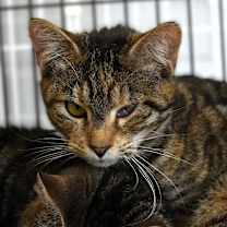 Thumbnail photo of Sparkler #1