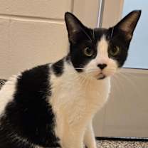 Thumbnail photo of Cowgirl boots and Phoenix bonded special needs -CH #1