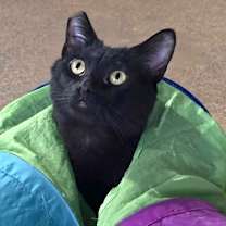 Thumbnail photo of Turkey #1