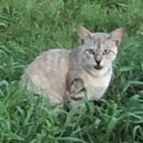 Thumbnail photo of Dusty #3