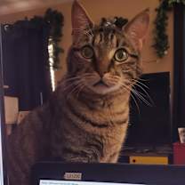 Thumbnail photo of Gremlin #2