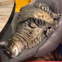 Thumbnail photo of Gremlin #3
