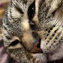 Thumbnail photo of Gremlin #4