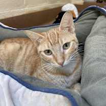 Thumbnail photo of Chandelier #4