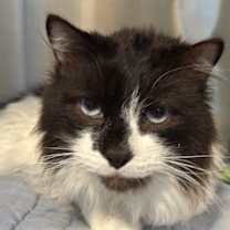 Thumbnail photo of Winston #1