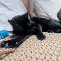 Thumbnail photo of Sir Poppins-Lover Boy #1
