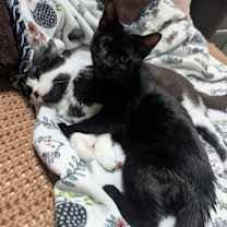 Thumbnail photo of Sir Poppins-Lover Boy #2
