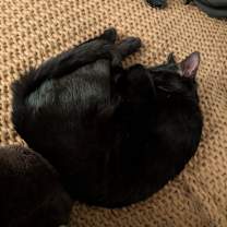 Thumbnail photo of Sir Poppins-Lover Boy #4