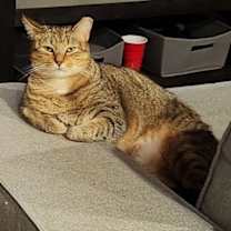 Thumbnail photo of Misu Misu #1