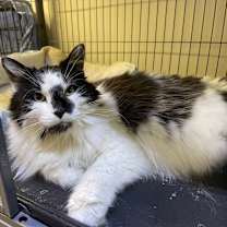 Thumbnail photo of Veni #1