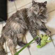 Thumbnail photo of Madison #4