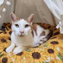 Thumbnail photo of Roman #1