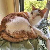 Thumbnail photo of Roman #2