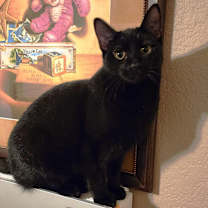 Thumbnail photo of Jujube #1