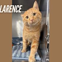 Thumbnail photo of Clarence #4