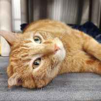 Thumbnail photo of Clarence #2