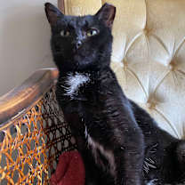 Thumbnail photo of Nala #1