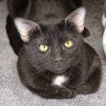 Thumbnail photo of Amore #2