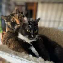 Thumbnail photo of Jade #2