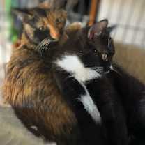 Thumbnail photo of Jade #3