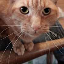 adopt-pet