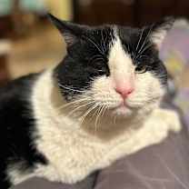 Thumbnail photo of Potato #4