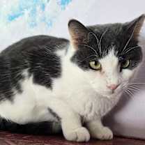 Thumbnail photo of Ryker #2