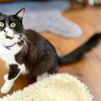 Thumbnail photo of Vito #1