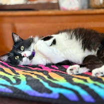 Thumbnail photo of Vito #2