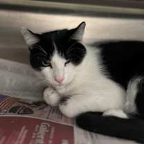 Thumbnail photo of Apollo #1