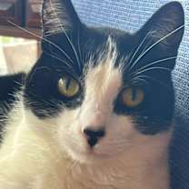 Thumbnail photo of NOSY -Offered by Owner #1