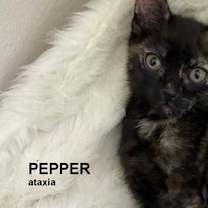 Thumbnail photo of Pepper #4