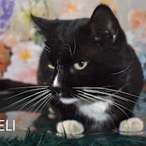 Thumbnail photo of Eli #3