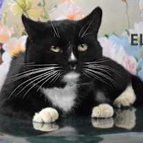 Thumbnail photo of Eli #4