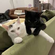 Thumbnail photo of Simon and Cuddles #1