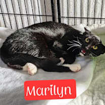 Thumbnail photo of Marilyn #3