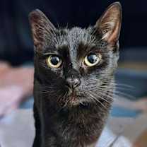 Thumbnail photo of Mini #1