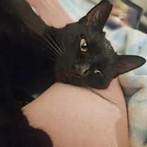 Thumbnail photo of Mini #3