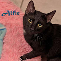 Thumbnail photo of Alfie #2