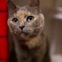 Thumbnail photo of Luna #1