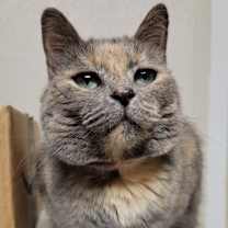 Thumbnail photo of Luna #2