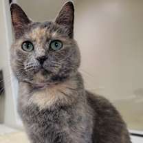 Thumbnail photo of Luna #3