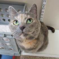 Thumbnail photo of Luna #4