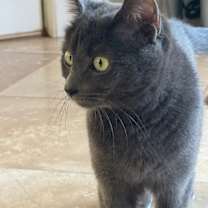 Thumbnail photo of Tinsel #2