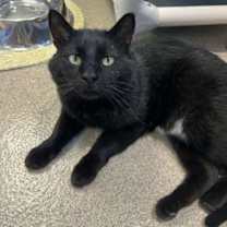 Thumbnail photo of Claus #1